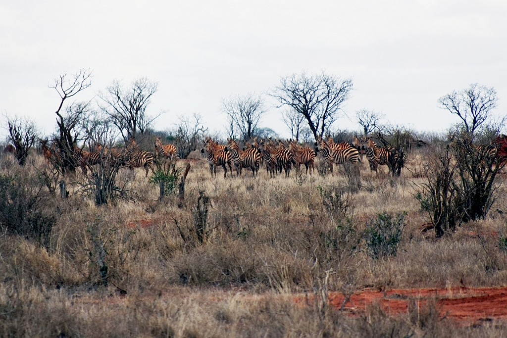 Kenia (331).jpg